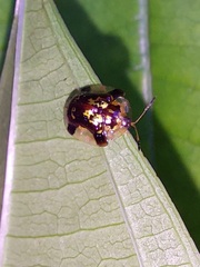 Deloyala insubida