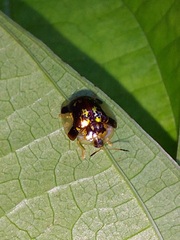 Deloyala insubida