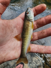 Nocomis leptocephalus