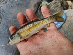 Nocomis leptocephalus