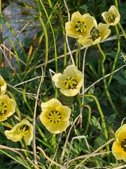 Papaver lapponicum