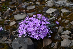 Dianthus repens