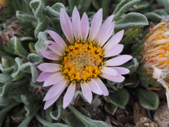 Townsendia scapigera