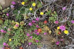 Castilleja mendocinensis