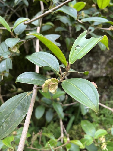 Blakea granatensis, photograph 5