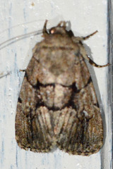 Sympistis dinalda