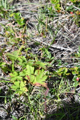Geranium krylovii