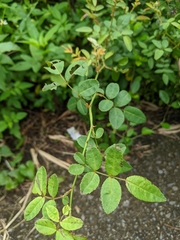 Rosa kwangtungensis