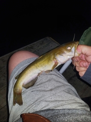 Ameiurus platycephalus