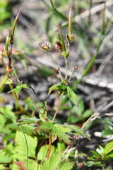 Geranium krylovii