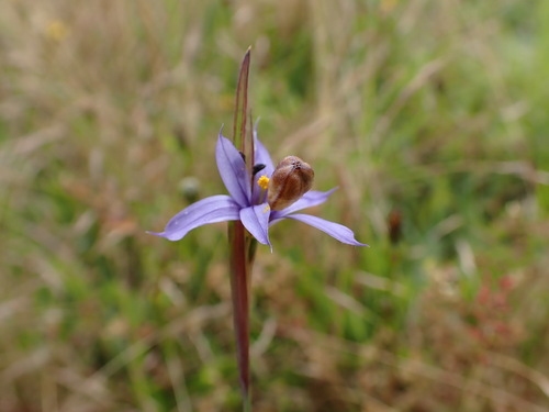 Image of Sisyrinchium idahoense by (c) Chris Fluit, some rights reserved (CC BY)
