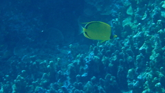 Chaetodon semeion