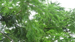 Albizia niopoides