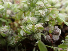 Psilocarphus elatior