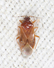 Amphiareus obscuriceps
