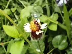 Eretmocera impactella