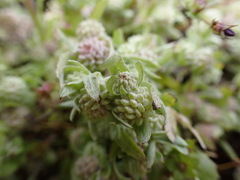 Psilocarphus elatior