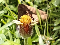 Eretmocera impactella