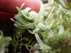 Psilocarphus elatior