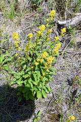 Solidago virgaurea lapponica