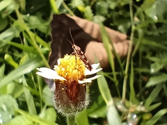 Eretmocera impactella