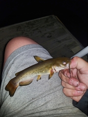 Ameiurus platycephalus