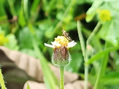 Eretmocera impactella