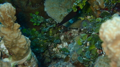 Pseudocheilinus tetrataenia