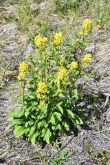 Solidago virgaurea lapponica