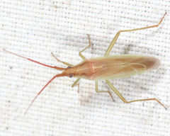 Stenodema trispinosum