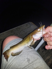 Ameiurus platycephalus