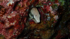 Aspidontus taeniatus