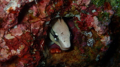 Aspidontus taeniatus