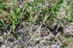 Festuca altaica