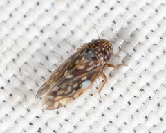 Xestocephalus superbus