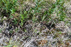 Festuca altaica