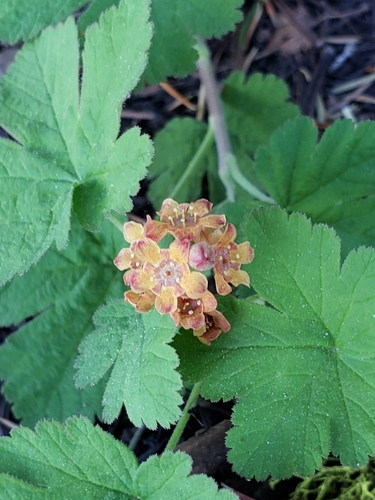 Crater Lake currant (Ribes erythrocarpum)