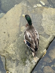 Anas platyrhynchos
