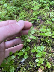 Botrychium pinnatum image