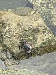 Pachygrapsus crassipes
