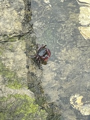 Pachygrapsus crassipes