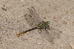 Ophiogomphus arizonicus