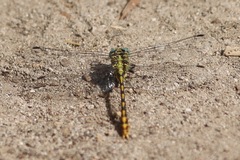Ophiogomphus arizonicus