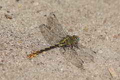 Ophiogomphus arizonicus