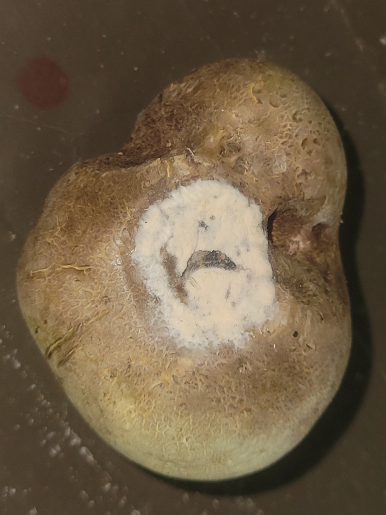 Scleroderma sp. 'NY01'