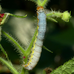 Pyrrhia