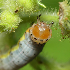 Pyrrhia