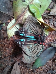 Atlides polybe