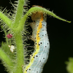 Pyrrhia
