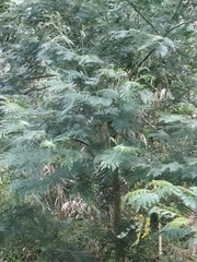 Acacia mearnsii image